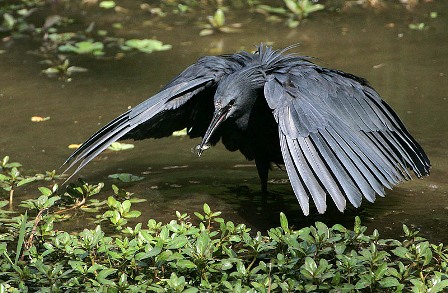 Black heron comes out of its feathered canopy after catching a fish